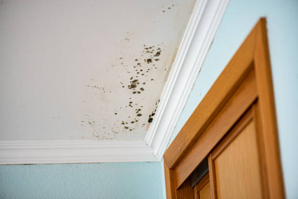 Best Residential Mold Removal  in New Baltimore, OH