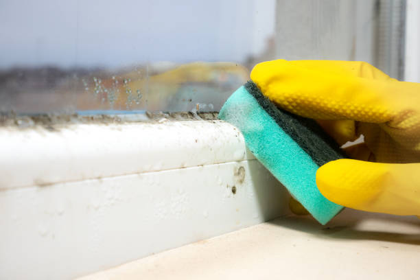 Best Mold Removal Process  in New Baltimore, OH