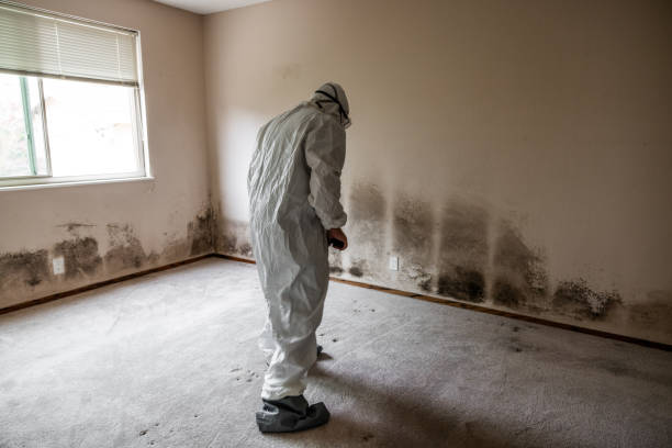 Mold Removal and Inspection in New Baltimore, OH