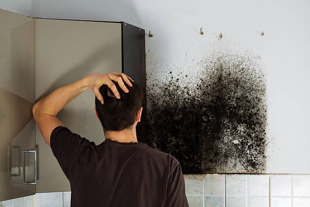 Best Attic Mold Removal  in New Baltimore, OH