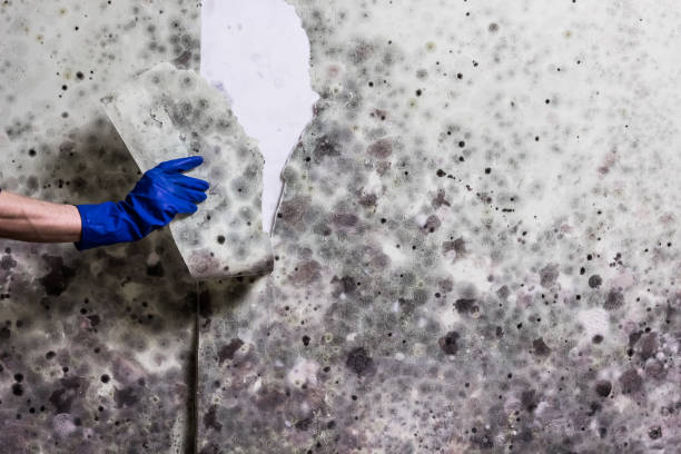 Certified Mold Removal in New Baltimore, OH